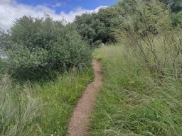 Flora del Cerro Masatrigo